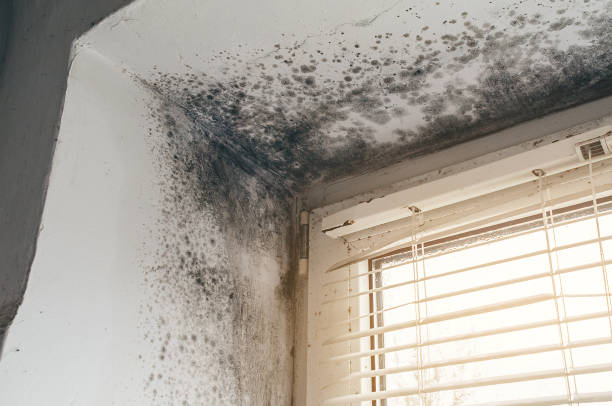Affordable Mold Remediation solutions in Canton, TX