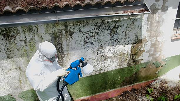 Top rated local Mold Remediation specialists in Canton, TX